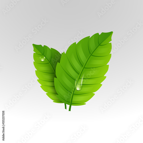 Fresh mint leaf. Vector menthol healthy aroma. Herbal nature plant. Spearmint green leafs