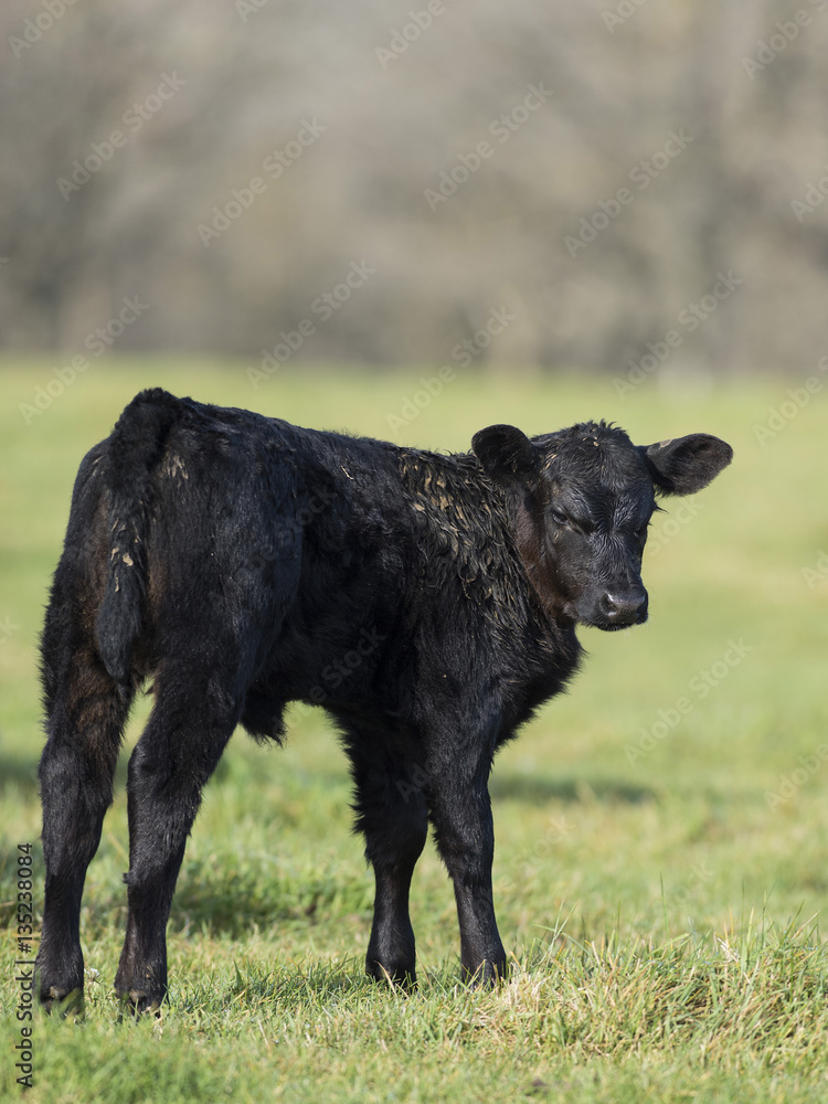 Black Angus Calves