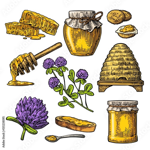 Honey set. Jars of honey, bee, hive, clover, honeycomb. Vector vintage engraved illustration