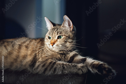 Beautiful cat on a dark background in the studio © Dmitriy Shipilov