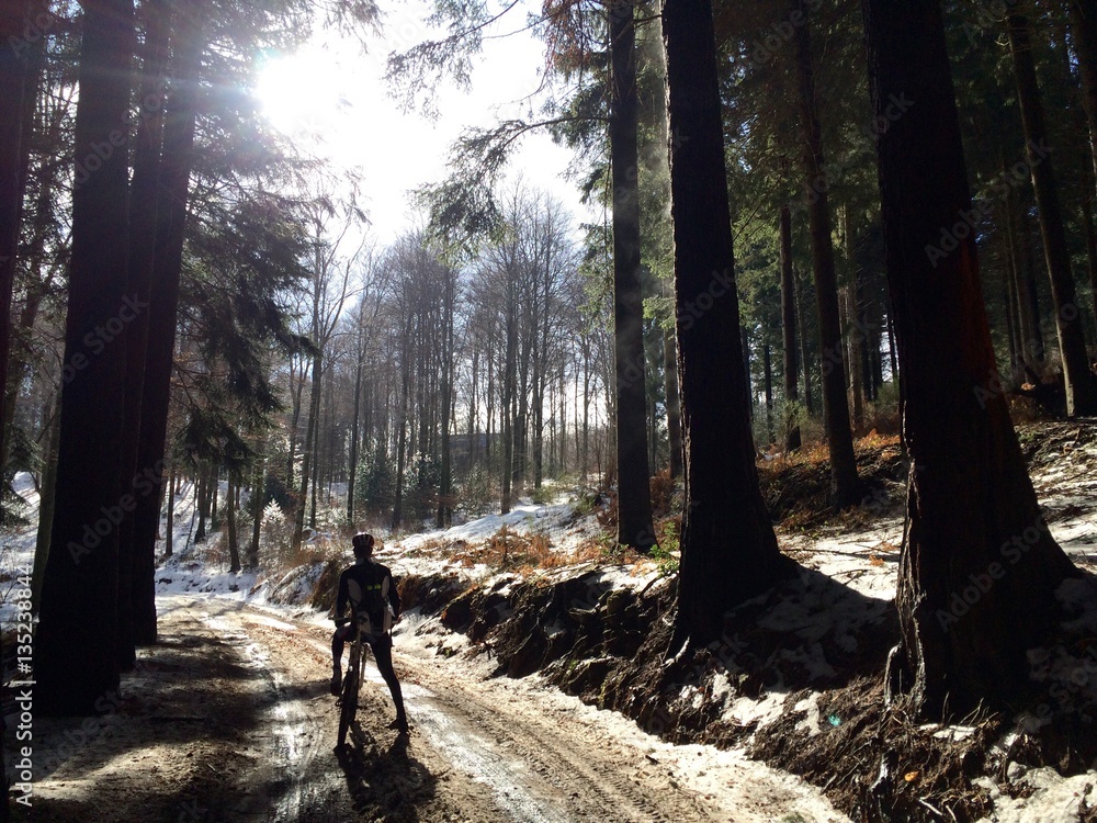 Obraz premium Bosque