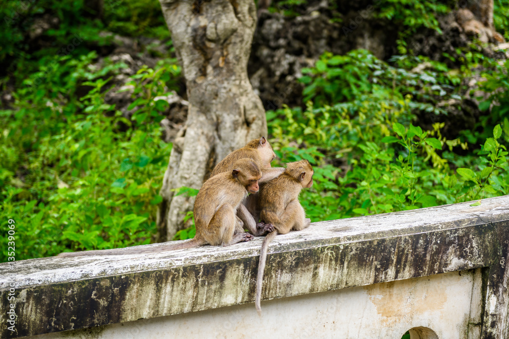 monkeys (crab eating macaque) grooming one another. monkeys (crab eating macaque) grooming one another.