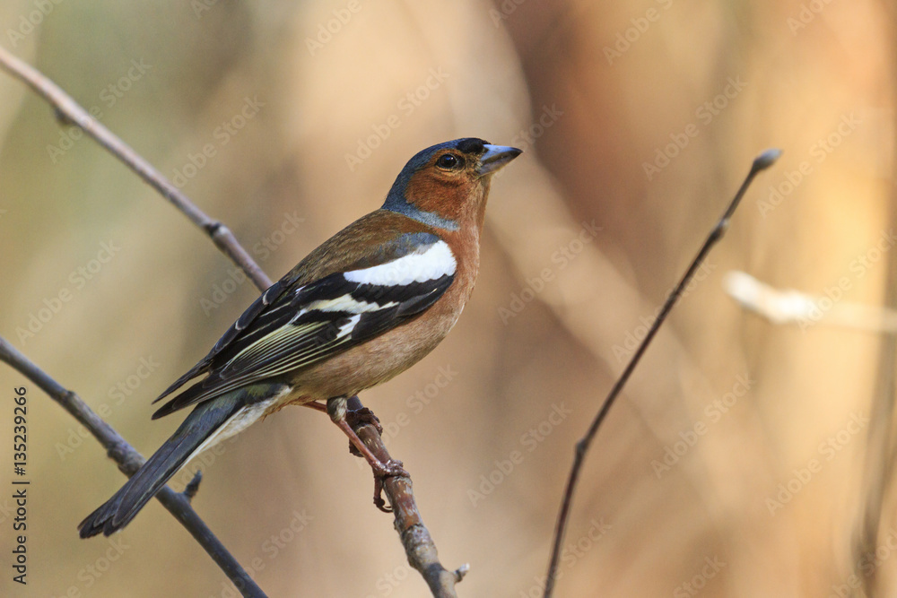 singing spring bird sitting on a branch singing spring bird sitting on a branch