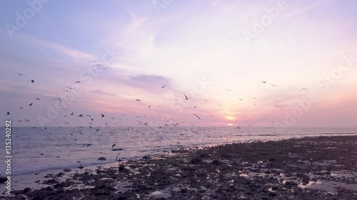 Flock of Birds Swarm at Ocean Sunset 04