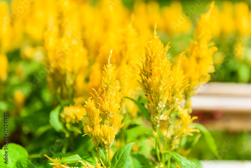 Plumed cockscomb blossom or Celosia argentea