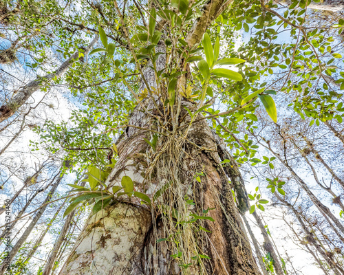 Wild Orchid on the Tree in the Everglades