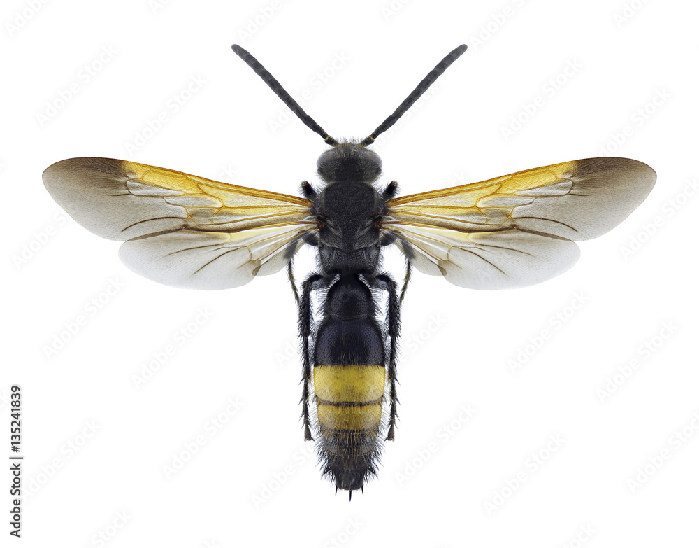 Wasp Scolia cypria (male) on a white background Wasp Scolia cypria (male) on a white background