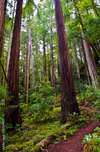 Sky to Sea Trail Big Basin Redwoods State Park California