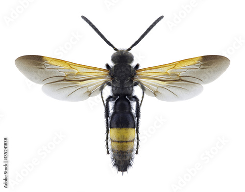 Wasp Scolia cypria (male) on a white background