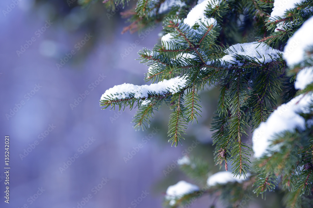 Winter fir tree branches covered with snow. Frozen tree branch in winter forest. Winter fir tree branches covered with snow. Frozen tree branch in winter forest.