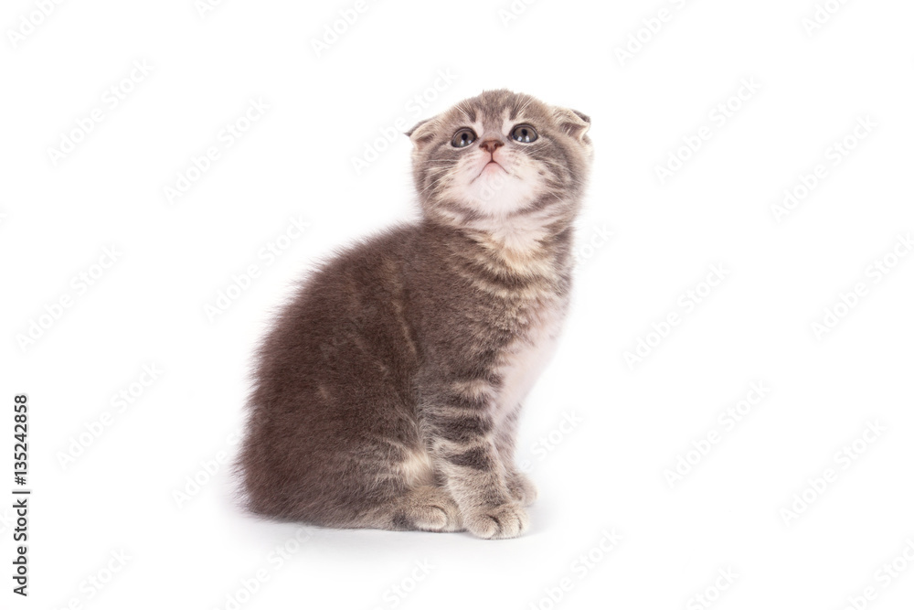 Portrait cat isolated 