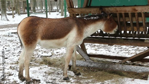 Onager (Equus hemionus), also known as Asiatic wild ass eating hay on a farm