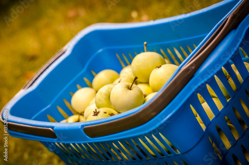Apples in a blue basket