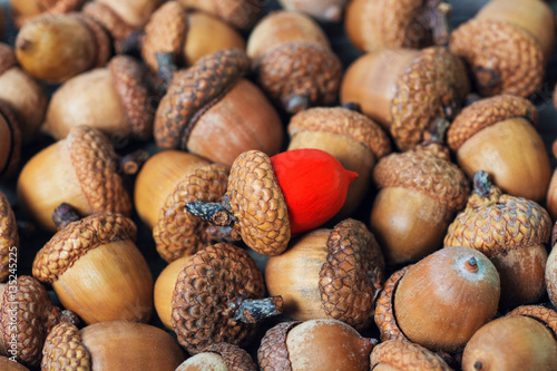 colorful acorn against of ordinary acorns abstract vision be different, unique personality or standing out from the crowd, leadership quality. beautiful still life background 