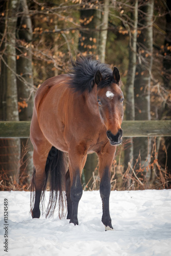 Pferd im Schnee © Nadine Haase