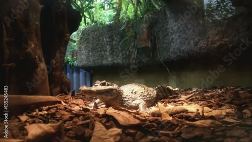 West African Dwarf Crocodile (Osteolaemus Tetraspis) in Dusseldorf Aquazoo photo