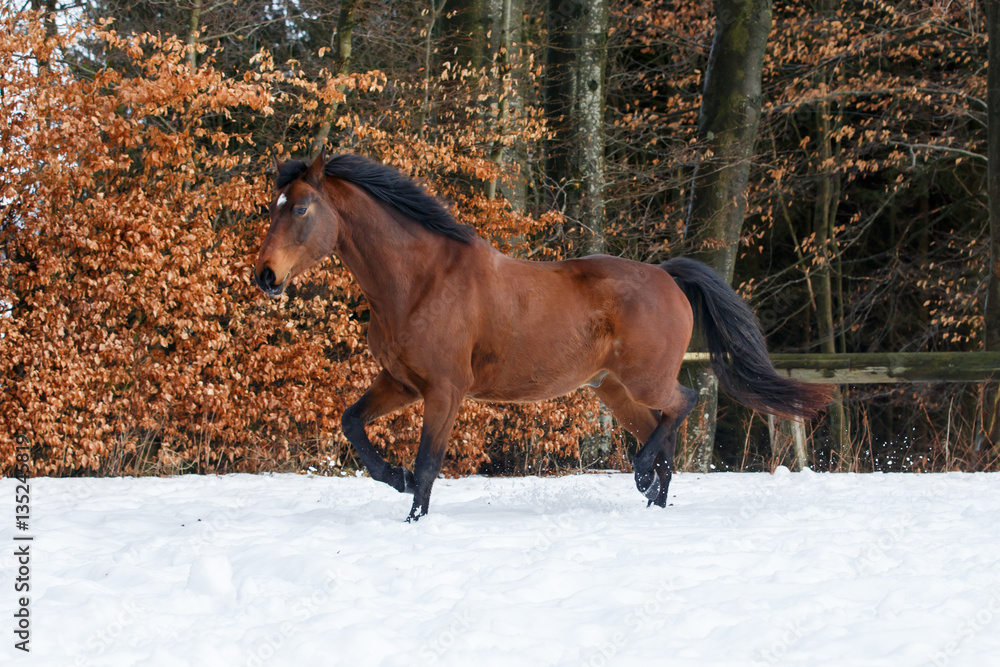 Naklejka premium Pferd im Schnee