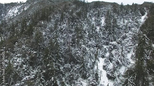 Pull Back from Snow Covered Tree In The Mountains 01