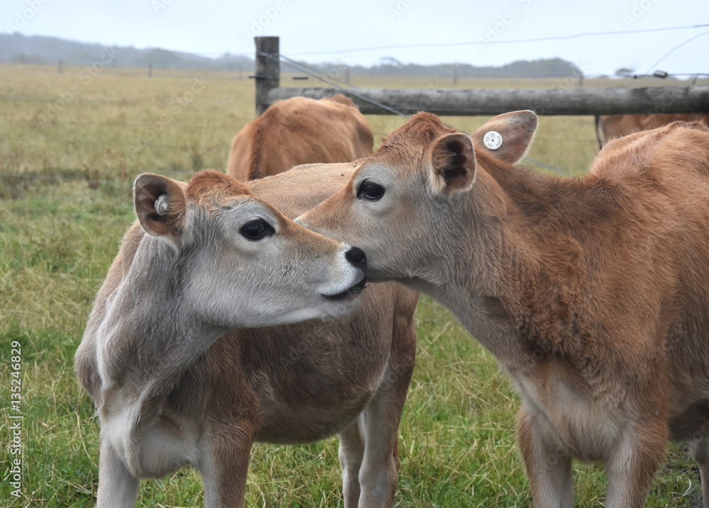 Cows in the Pasture Corral. Herd of cows on the pasture. Cows grazing outdoors. Healthy domestic animal on summer pasture. Herd of young calves looking at camera on summer green field. Cows in the Pasture Corral. Herd of cows on the pasture. Cows grazing outdoors. Healthy domestic animal on summer pasture. Herd of young calves looking at camera on summer green field.