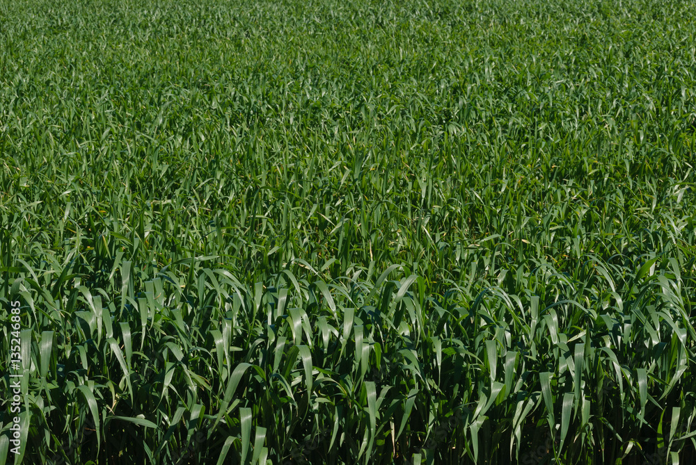 agriculture agriculture