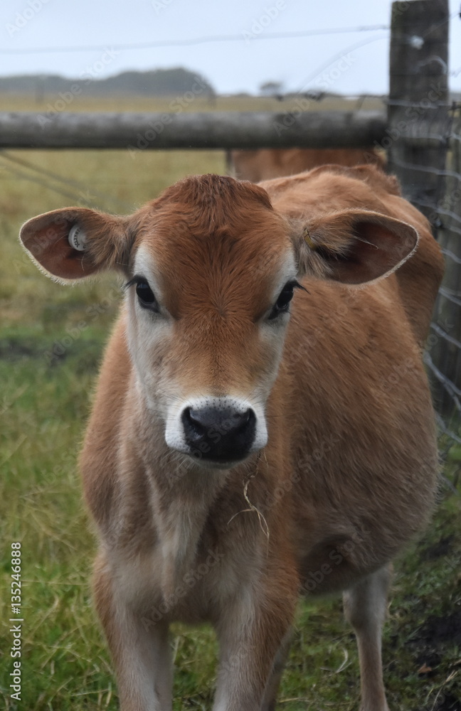 Cows in the Pasture Corral. Herd of cows on the pasture. Cows grazing outdoors. Healthy domestic animal on summer pasture. Herd of young calves looking at camera on summer green field. Cows in the Pasture Corral. Herd of cows on the pasture. Cows grazing outdoors. Healthy domestic animal on summer pasture. Herd of young calves looking at camera on summer green field.