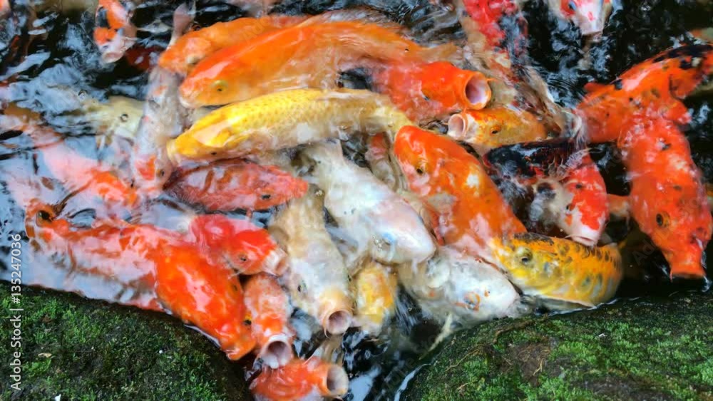 Koi, Fancy Carp fish are swimming and waiting to be fed Koi, Fancy Carp fish are swimming and waiting to be fed
