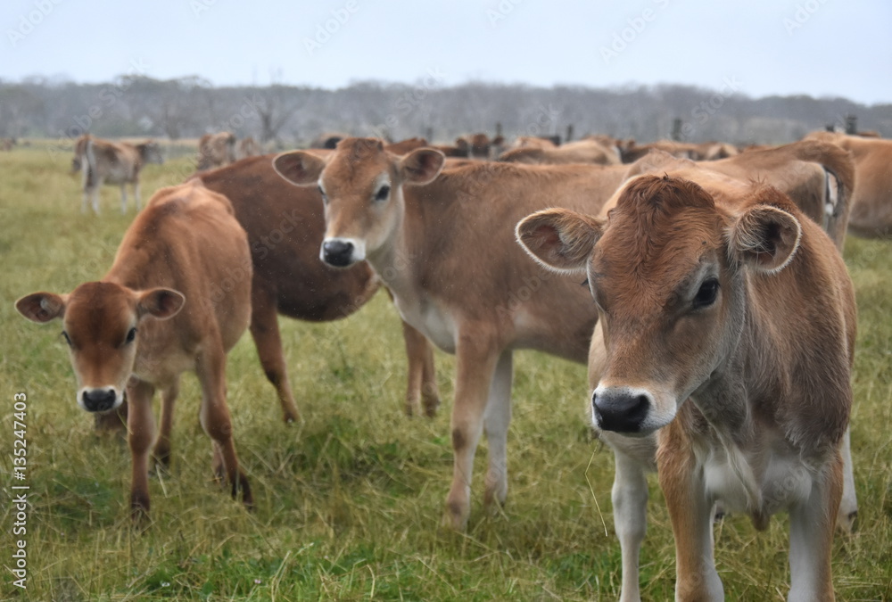 Cows in the Pasture Corral. Herd of cows on the pasture. Cows grazing outdoors. Healthy domestic animal on summer pasture.  Herd of young calves looking at camera on summer green field.