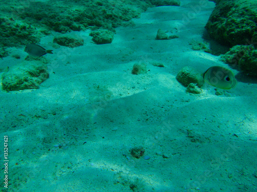 Foureye Butterflyfish  Chaetodon capistratus  swimming between coral reefs in Cozumel  Mexico.