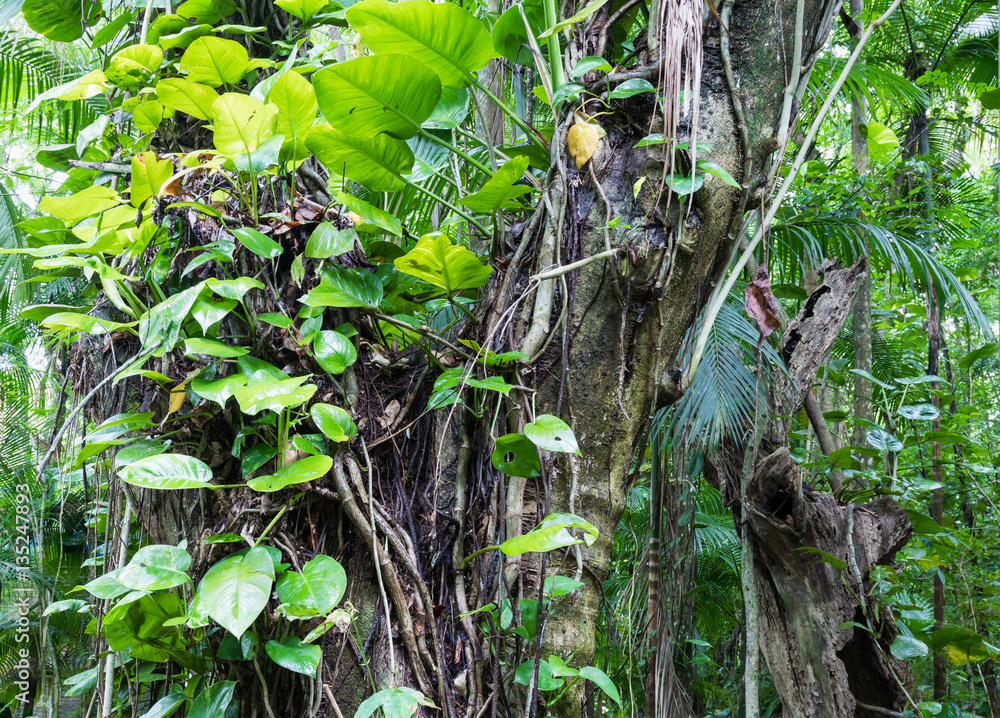 Fototapeta premium Floresta atlântica.