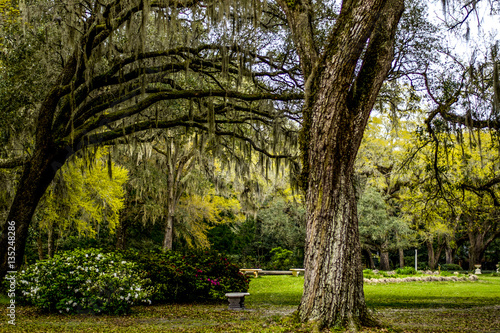 Southern Park with Live Oaks and Spanish Moss