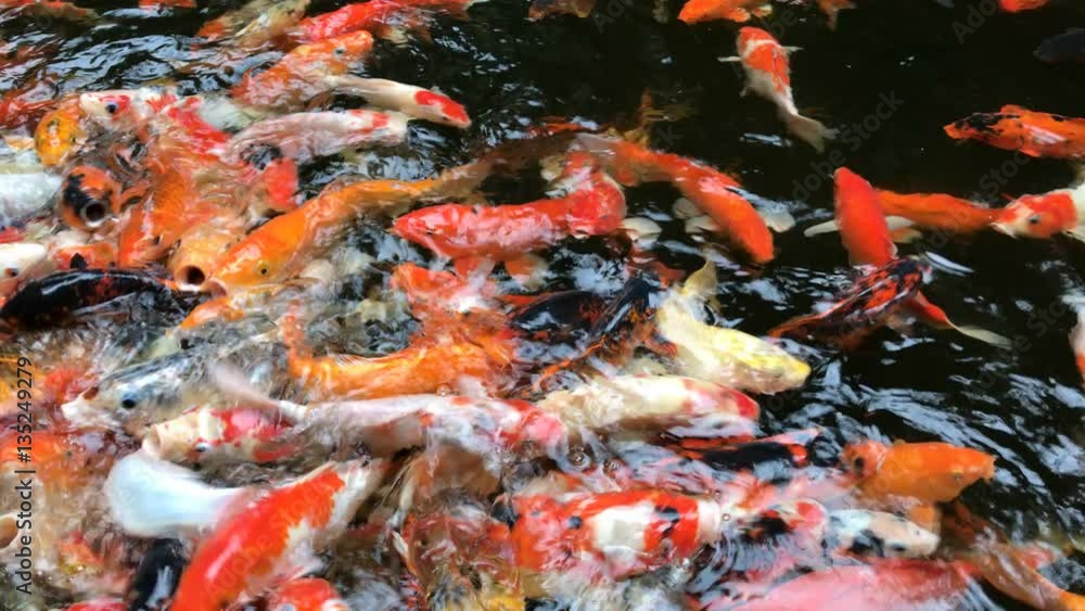 Koi, Fancy Carp fish are swimming and waiting to be fed Koi, Fancy Carp fish are swimming and waiting to be fed