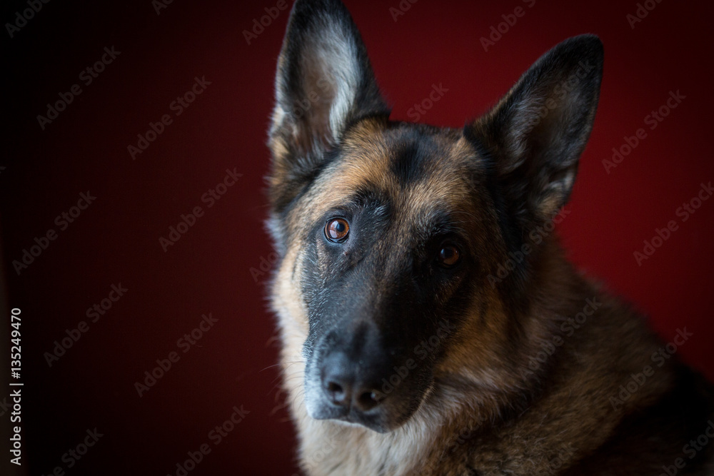 Head tilt on German Shepherd dog in front of red background
