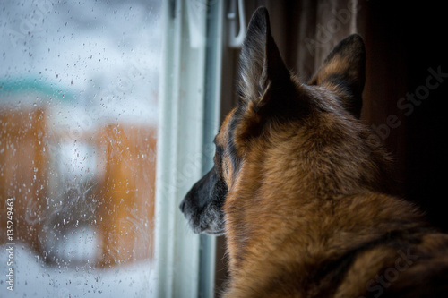 German Shepherd looking out patio door at snow covered backyard