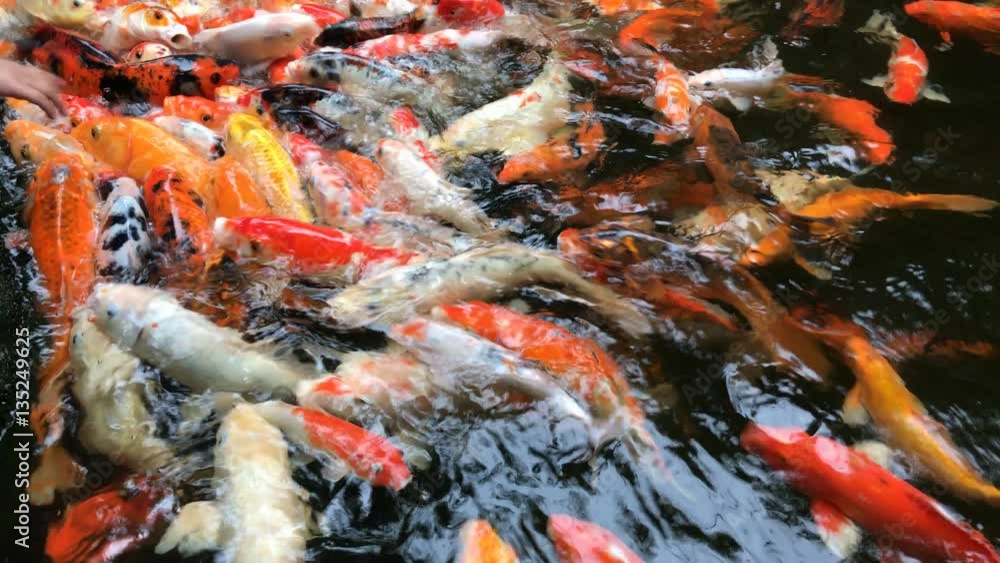 Koi, Fancy Carp fish are swimming and waiting to be fed Koi, Fancy Carp fish are swimming and waiting to be fed