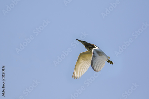 Image of egret flying in the sky. Heron. Wild Animals.