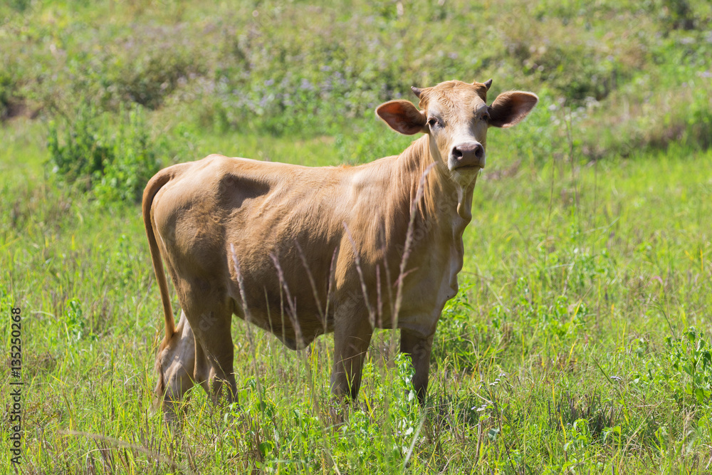 Image of brown cow on nature background. Farm Animam. Image of brown cow on nature background. Farm Animam.
