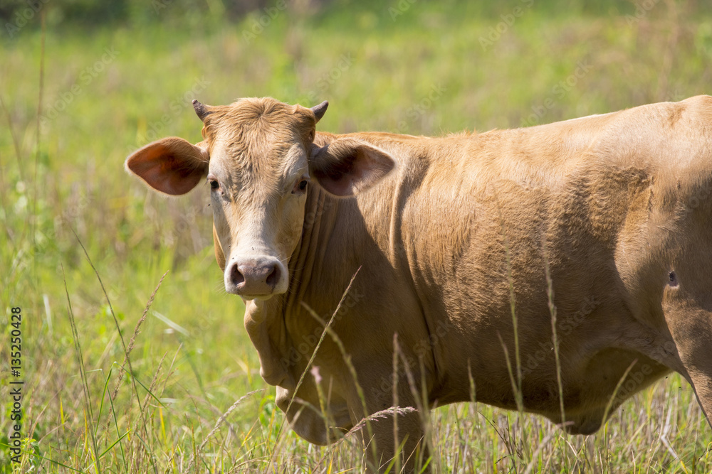 Image of brown cow on nature background. Farm Animam. Image of brown cow on nature background. Farm Animam.