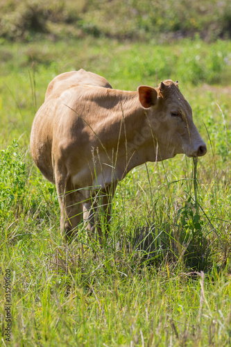 Image of brown cow on nature background. Farm Animam. photo