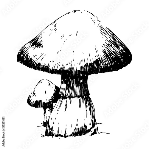 Mushroom