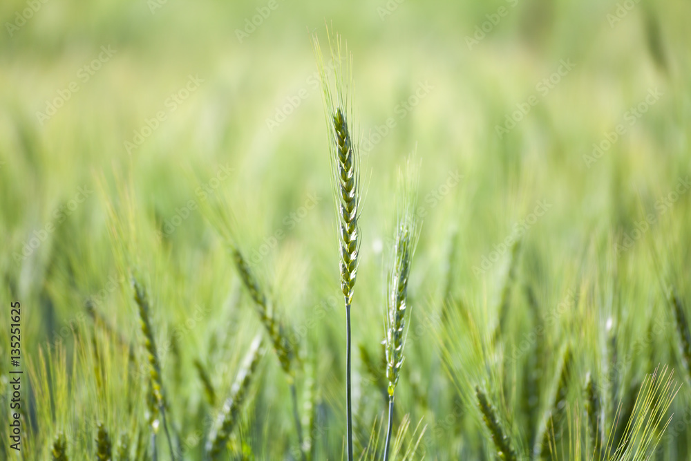 Close up green wheat field
