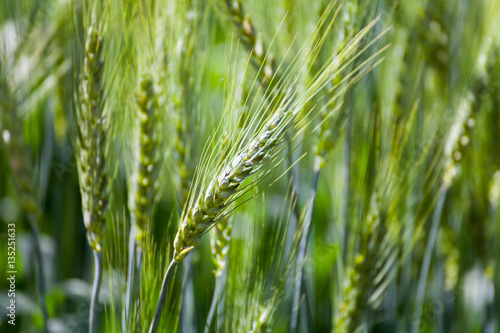 Close up green wheat field