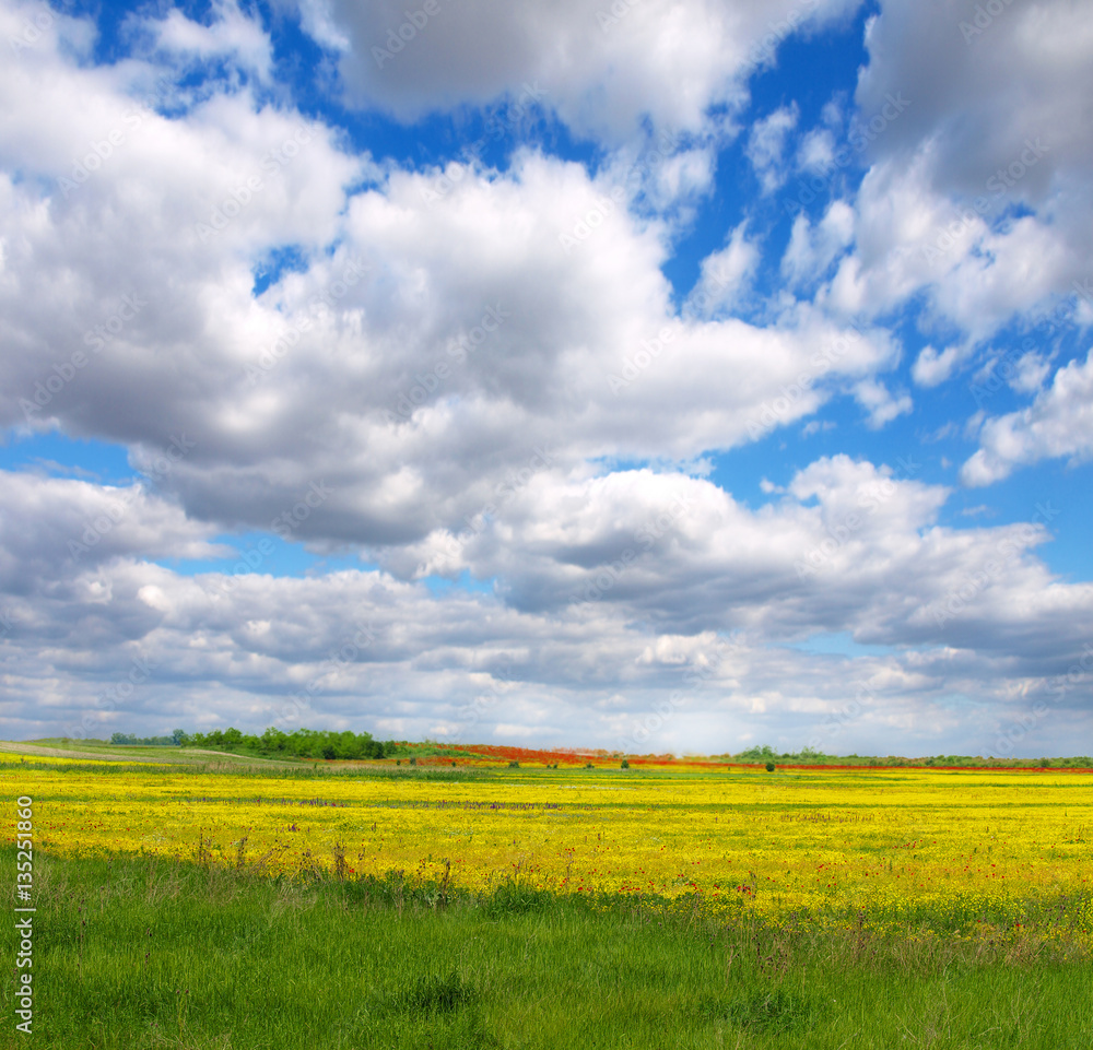 field of rapeseed with beautiful cloud - plant for green energy