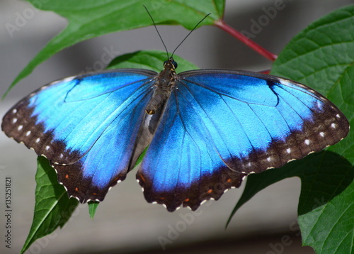 Common Morpho