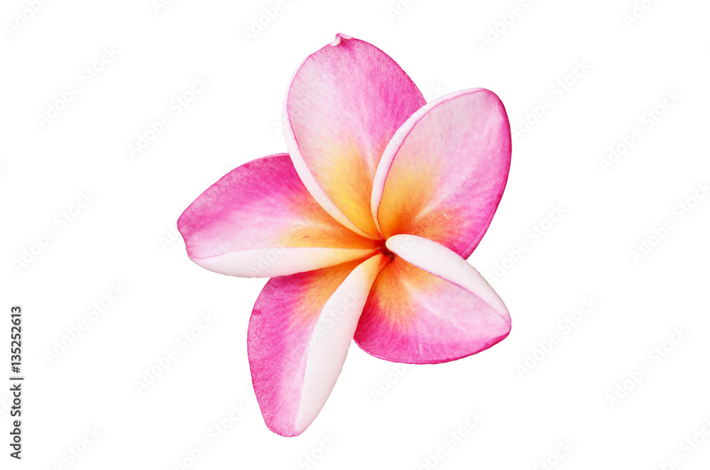 Frangipani on white background Frangipani on white background
