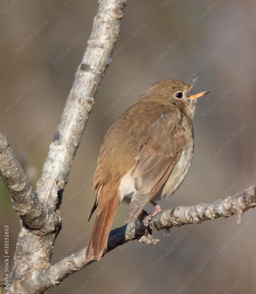 Fototapeta premium Hermit Thrush