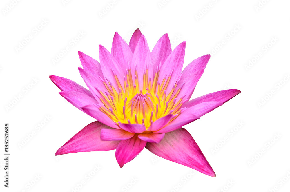 pink lotus flowers on white background