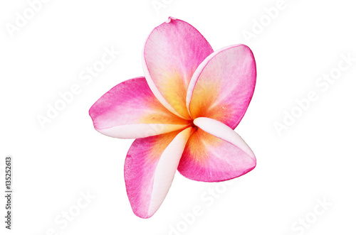 Frangipani on white background