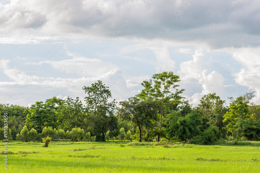 Rice field green grass cloud cloudy landscape background