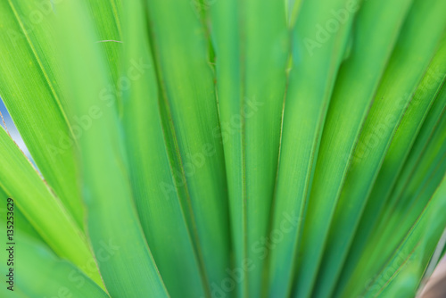 Green palm tree leaf as a background close up