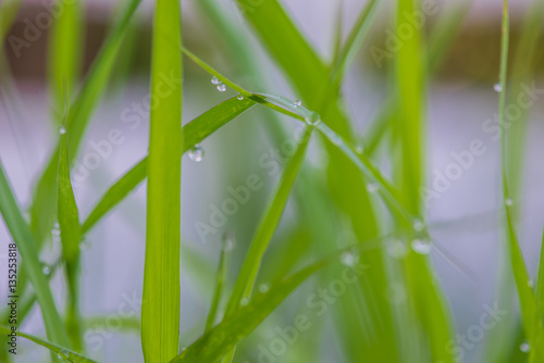 Close up of Rain drops on leaf of green grass, macro